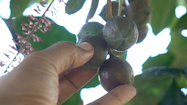 澳洲坚果树的慢镜头