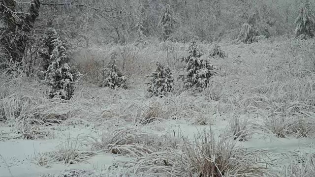 美丽的冬季景观与白雪覆盖的树木。冬天有大雪