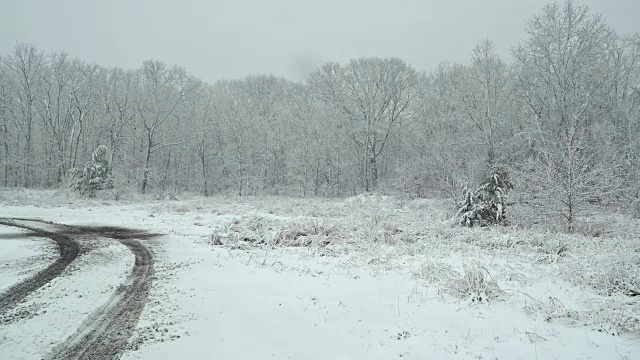 美丽的冬季景观雪风暴与树木