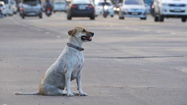 无家可归的灰色狗坐在路上与过往的汽车和摩托车。亚洲,泰国