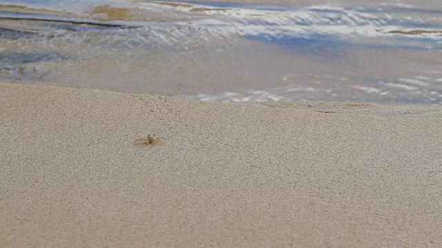 小米色螃蟹在海浪附近爬行。泰国普吉岛的沙滩