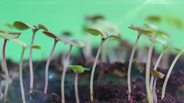 发芽植物种子生长在地面农业春季夏季的时间推移罗勒芽移动到太阳，萌发过程中，绿色的背景与阳光