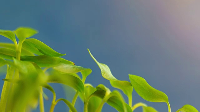 辣椒植物发芽种子生长在地面农业春季夏季时间移动到一个太阳在蓝色背景