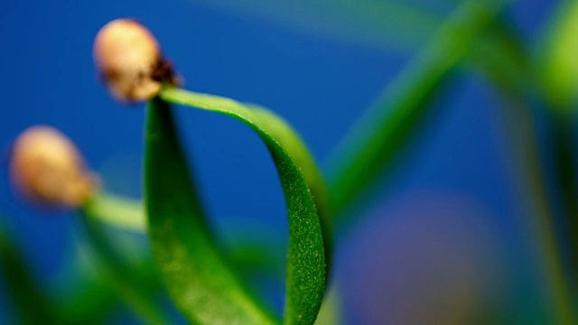 辣椒植物发芽种子生长在地面农业春季夏季时间移动到一个太阳在蓝色背景