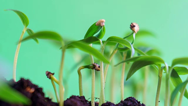 奇妙的小辣椒植物在绿色的背景移动到太阳发芽种子生长在地面农业春天夏天的时间推移