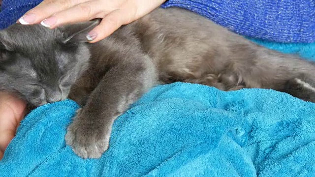 一位女士的手轻轻地抚摸着睡在她腿上的一只灰猫的皮毛。猫呜呜叫，用爪子按摩