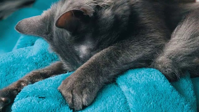 一只美丽的灰猫躺在一个女人的膝盖上，女人轻轻地抚摸着它，它呜呜地叫着，抚摸着它的爪子