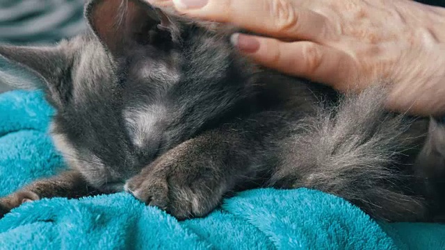 一个修了漂亮指甲的女人抚摸着一只灰色的猫，猫闭着眼睛，呜呜地叫着，轻柔地按摩着，吮吸着毯子