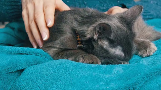 一个修了漂亮指甲的女人抚摸着一只灰色的猫，猫闭着眼睛，呜呜地叫着，轻柔地按摩着，吮吸着毯子