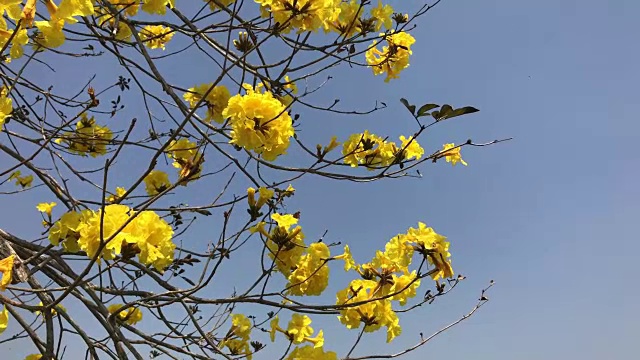 金色喇叭花与天空为背景。