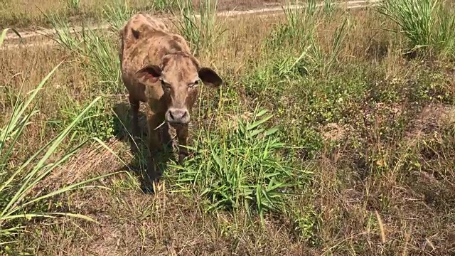 泰国牛呆在草地上寻找食物