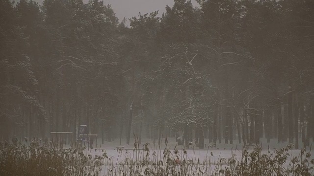 坏天气。暴风雪和雪