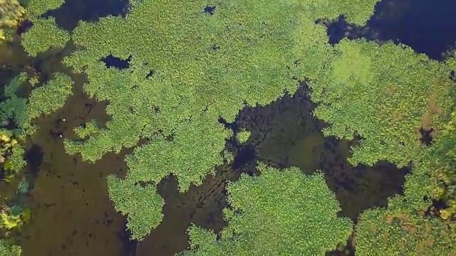 多瑙河三角洲湿地