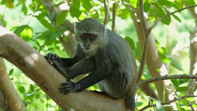 塞克氏猴(Cercopithecus mitis ssp.)在桑给巴尔岛的乔扎尼森林中