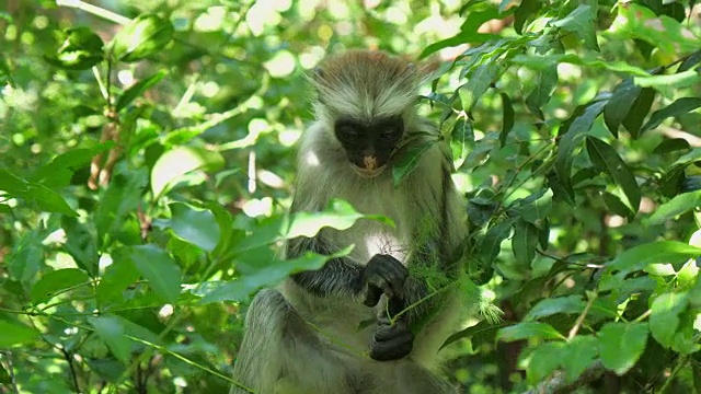 红疣猴(Procolobus kirkii)在桑给巴尔岛的乔扎尼森林