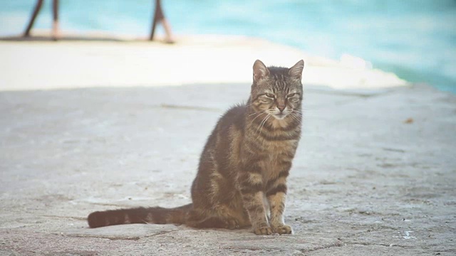 懒惰的流浪猫