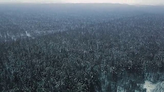 鸟瞰图的冬季木材覆盖雪顶视图。镜头慢慢向前移动。有积雪的冷杉的美丽风景