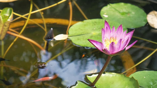 紫莲花水缸