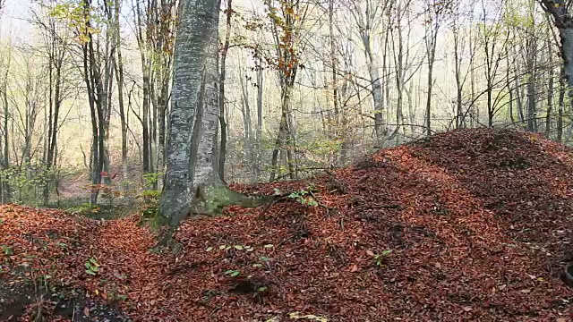 秋天的山毛榉树