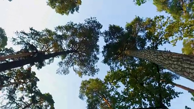 针叶林树木以蓝天为背景，俯视自然景观
