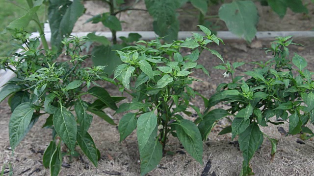 花园里种着墨西哥胡椒。
