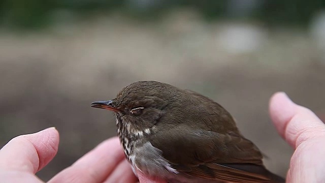 手中的鸟