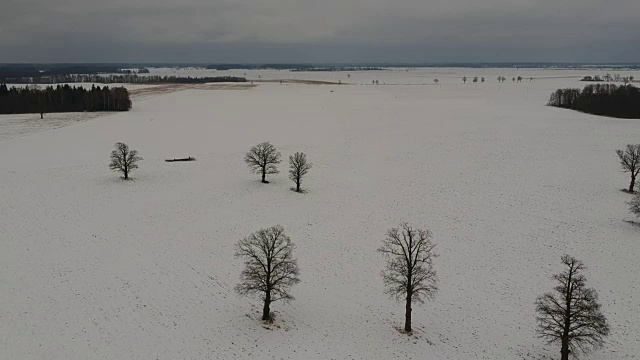 美丽的冬季景观与老橡树群和雪原，鸟瞰图