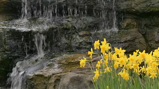 花园里的黄色水仙花