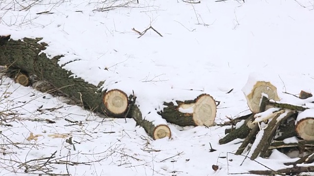 森林里，一棵干枯的落叶树的断枝躺在白雪覆盖的地上