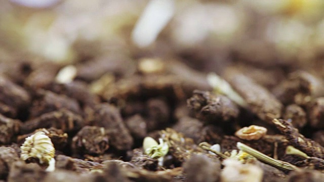 洋甘菊伊万茶