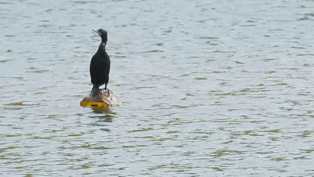 湖中央有一只鸬鹚