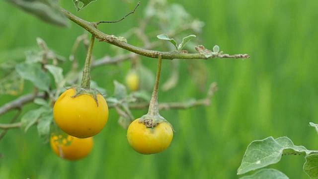 茄子随风摇摆