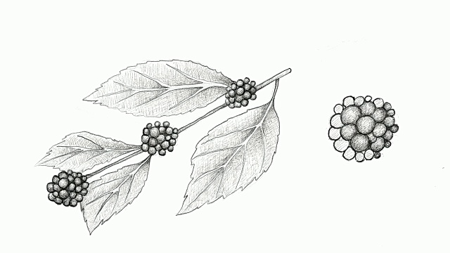 手绘的美国Beautyberry视频剪辑