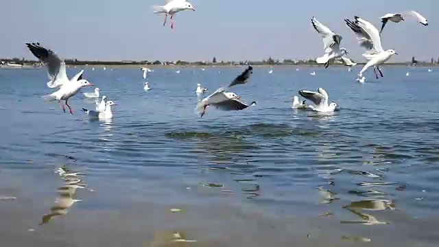 海鸥漂浮在波涛上