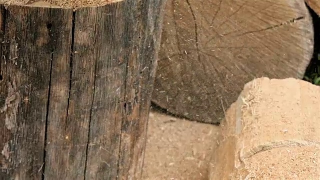 慢动作的木屑。链锯的过程