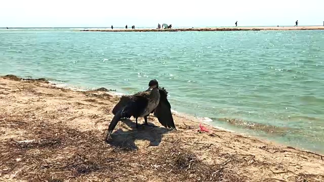 黑鸬鹚站在海滩上