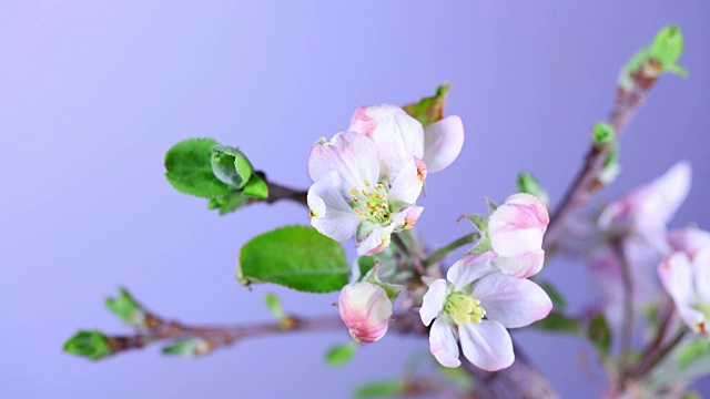 苹果树开花。全高清视频