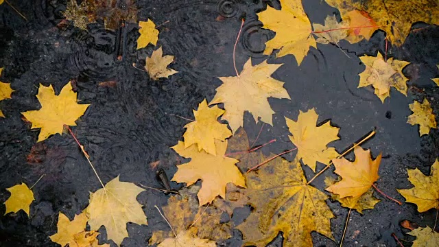 雨点落在带着黄色枫叶的水坑里