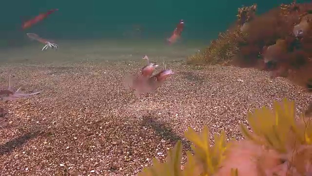 大西洋鱿鱼