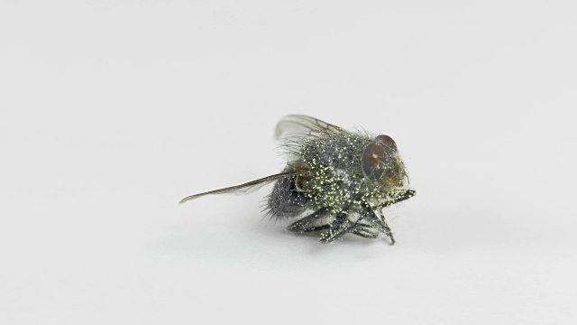 带着幼虫的死苍蝇放在转盘上