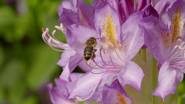 当蜜蜂从杜鹃花中采集花蜜时