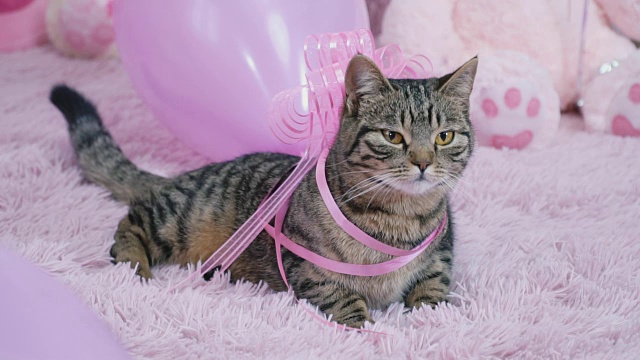 带着蝴蝶结的猫在床上