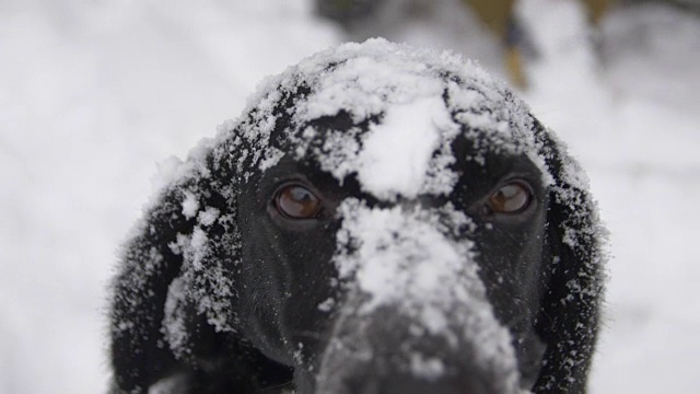 雪中的狗嘴看着你