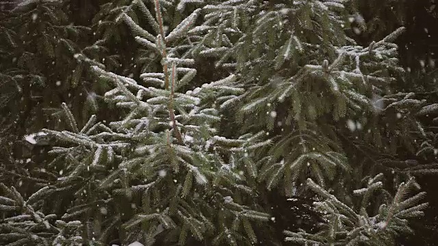 白雪覆盖的树枝在下雪