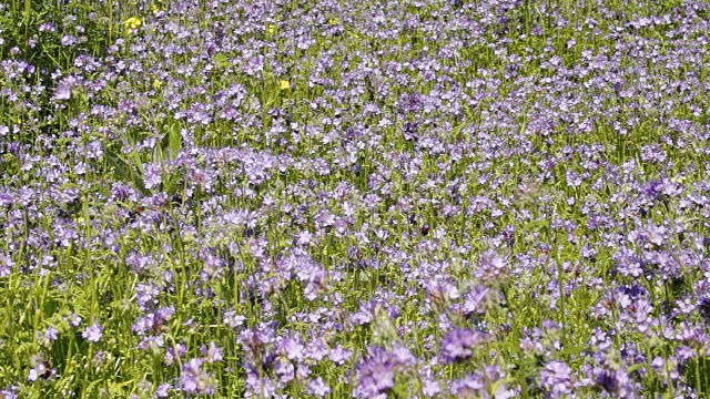 蜜蜂从费利亚花上采集花蜜