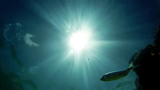 水下世界里鱼游来游去的画面