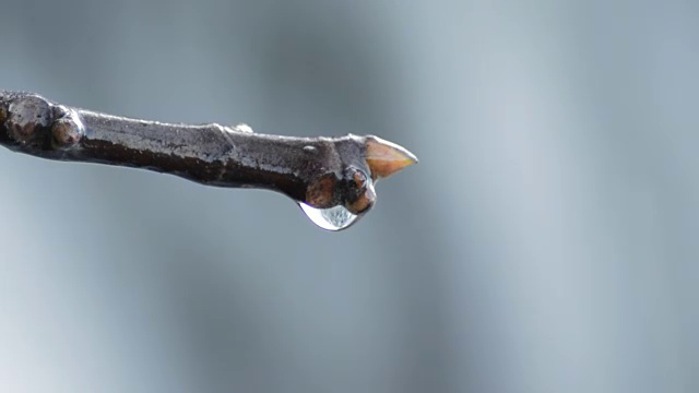 水滴在树枝上滑动和下落的细节在一个瀑布