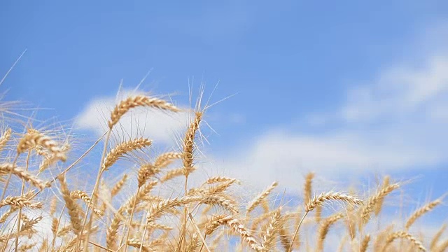 小麦植株