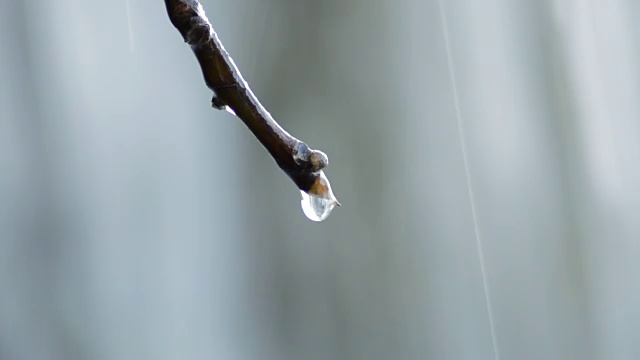 在天然泉水中，水滴在树枝上滑动和下落