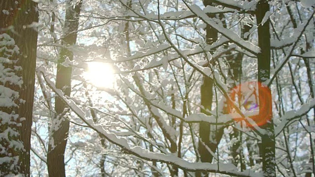 早晨霜冻，冬天森林里畏缩着女巫厚厚的一层雪